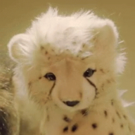 Cheetahkun